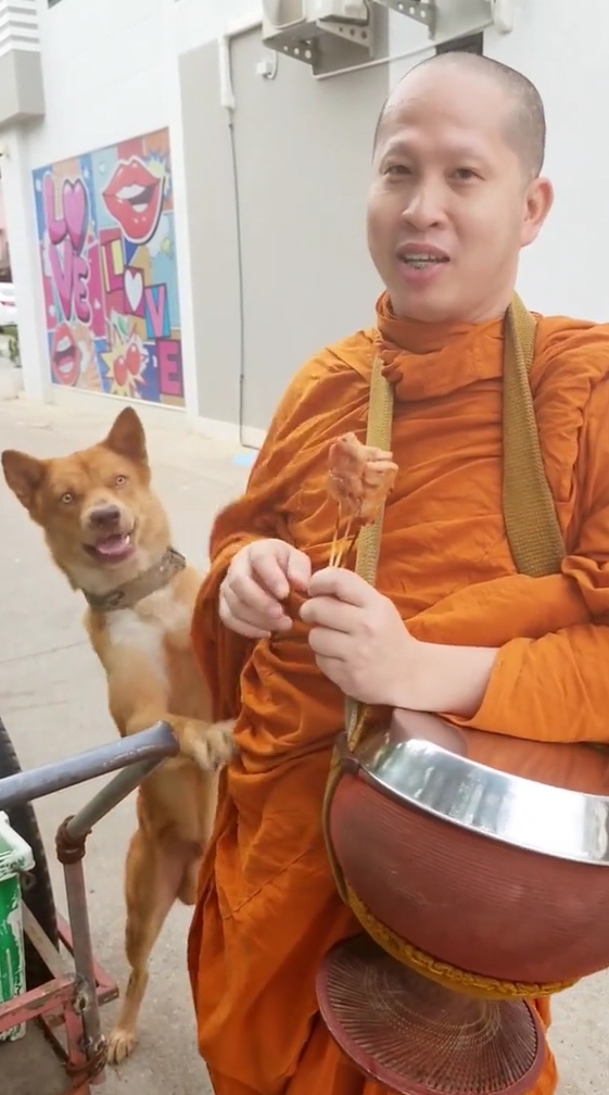 หมาหิว