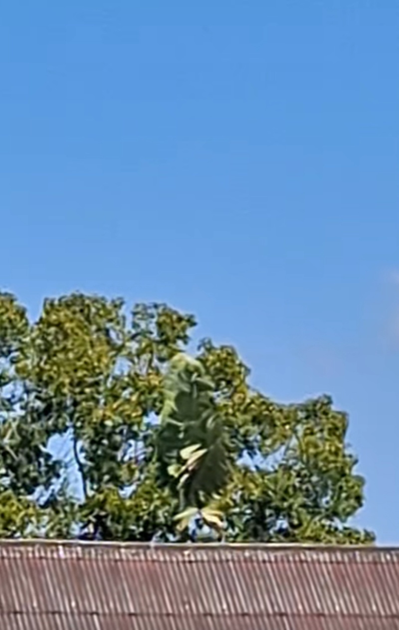 นกเค้าแมว