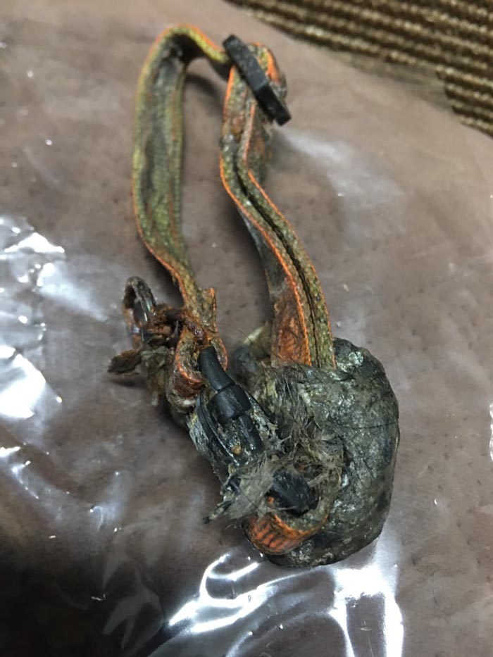 งูเขมือบแมว