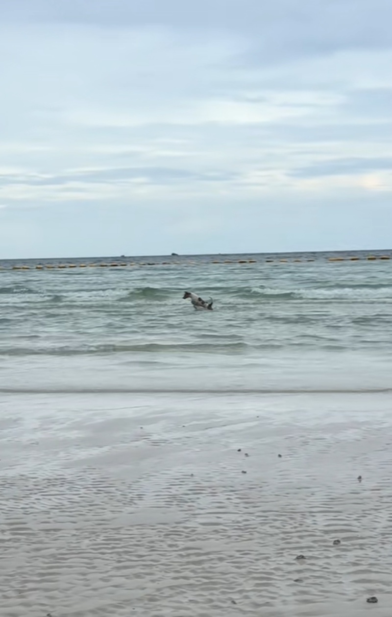 หมาเล่นน้ำ