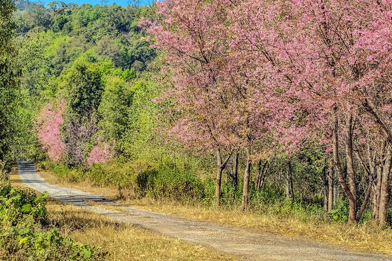 ดอกนางพญาเสือโคร่ง