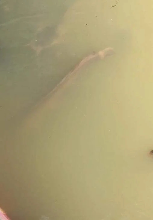 ปล่อยปลาไหล