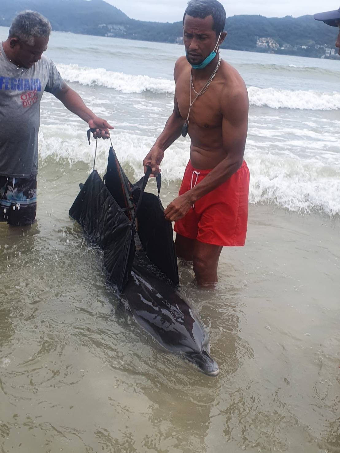 โลมาเกยตื้น