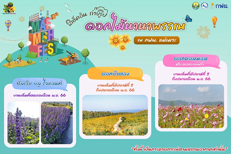 ดอกบัวตอง