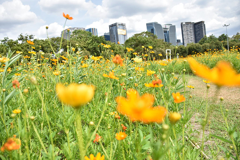 ทุ่งคอสมอส สวนรถไฟ