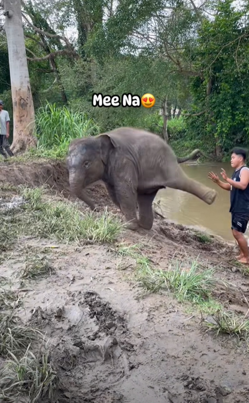 ช้างน้อย