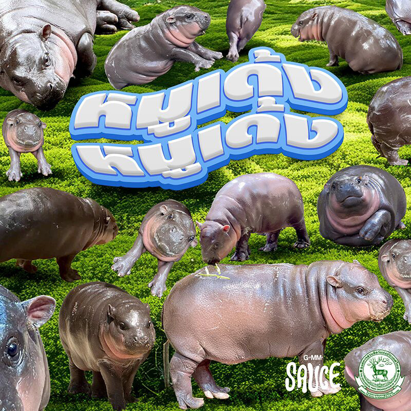 เปิดดีเทล หมูเด้ง เดบิวต์เป็นนักร้องค่ายใหญ่ เตรียมปล่อยเพลง 4 ภาษา