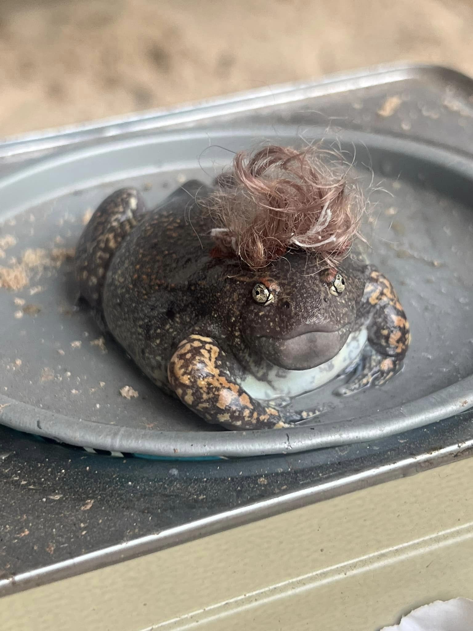 อึ่งอ่าง