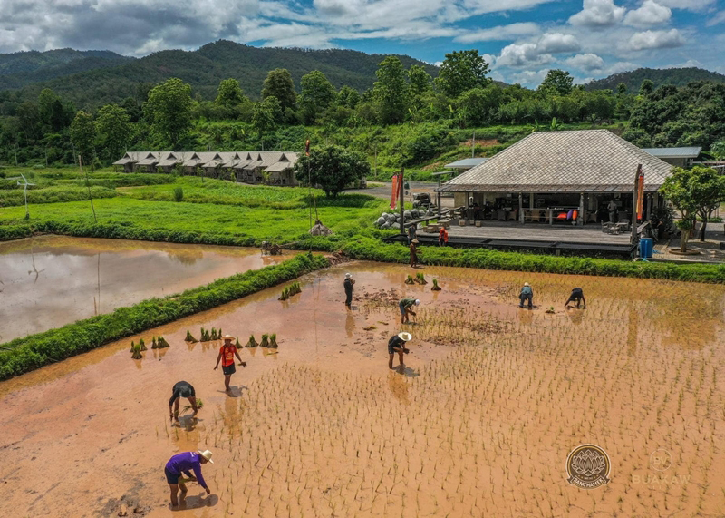 บัวขาว วิลเลจ ปลูกข้าว