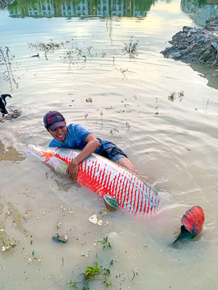 ปลาช่อนยักษ์อเมซอน