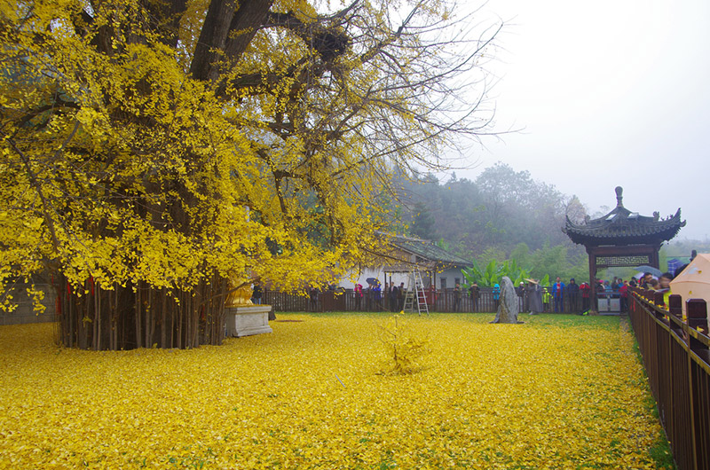 สถานที่ชมต้นแปะก๊วย