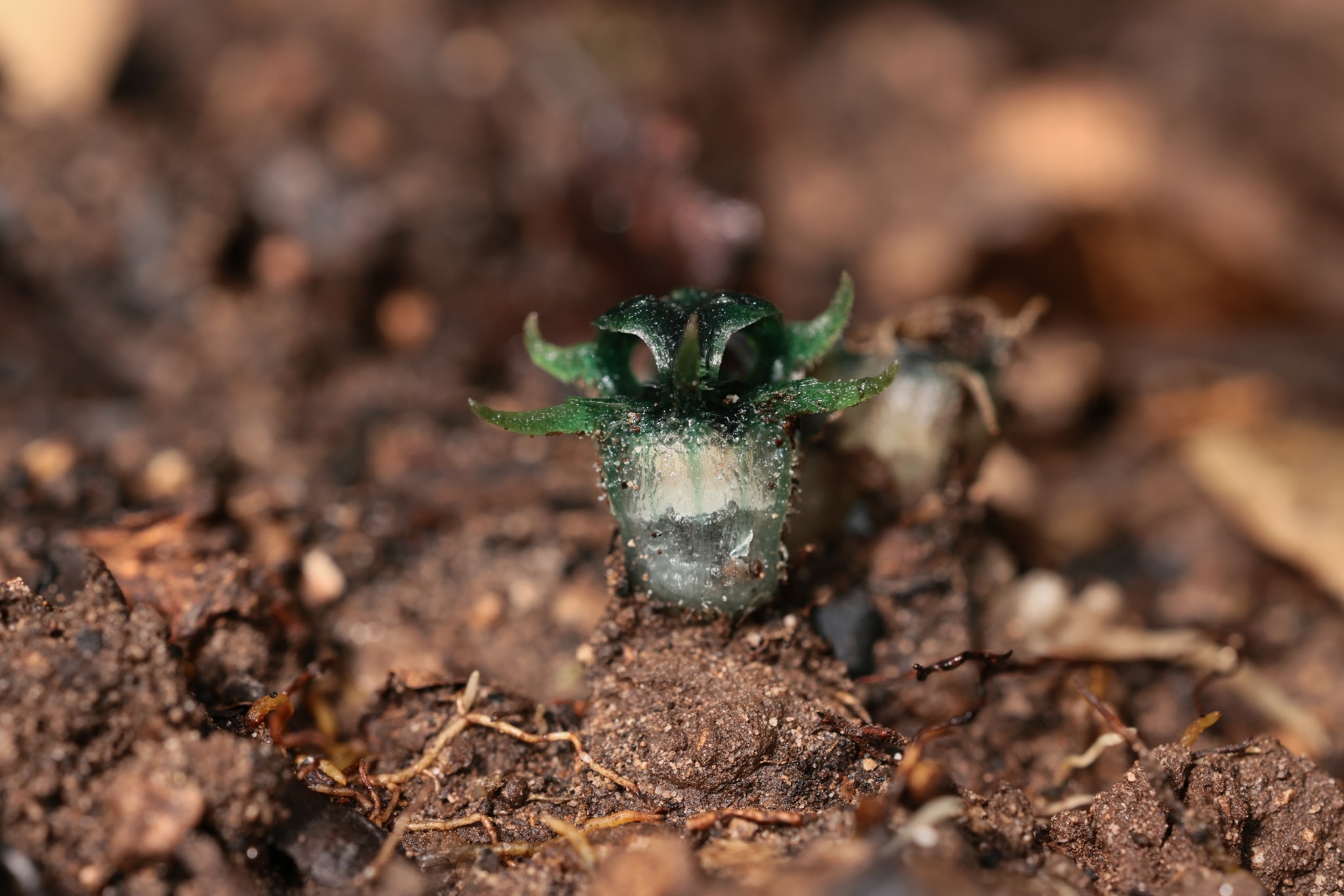 พิศวงไทยทอง