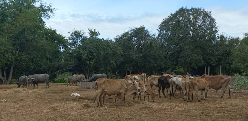 เทพ โพธิ์งาม 