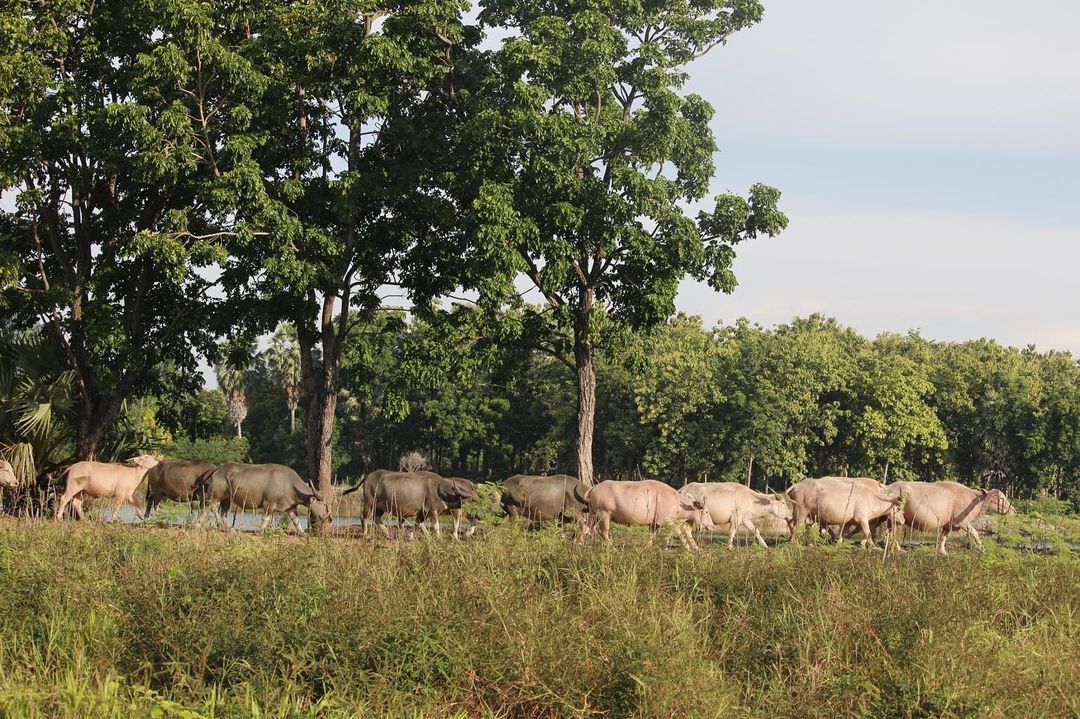 ไร่เบญจรงคกุล