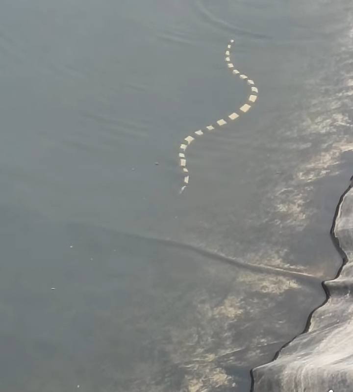 งูสามเหลี่ยม