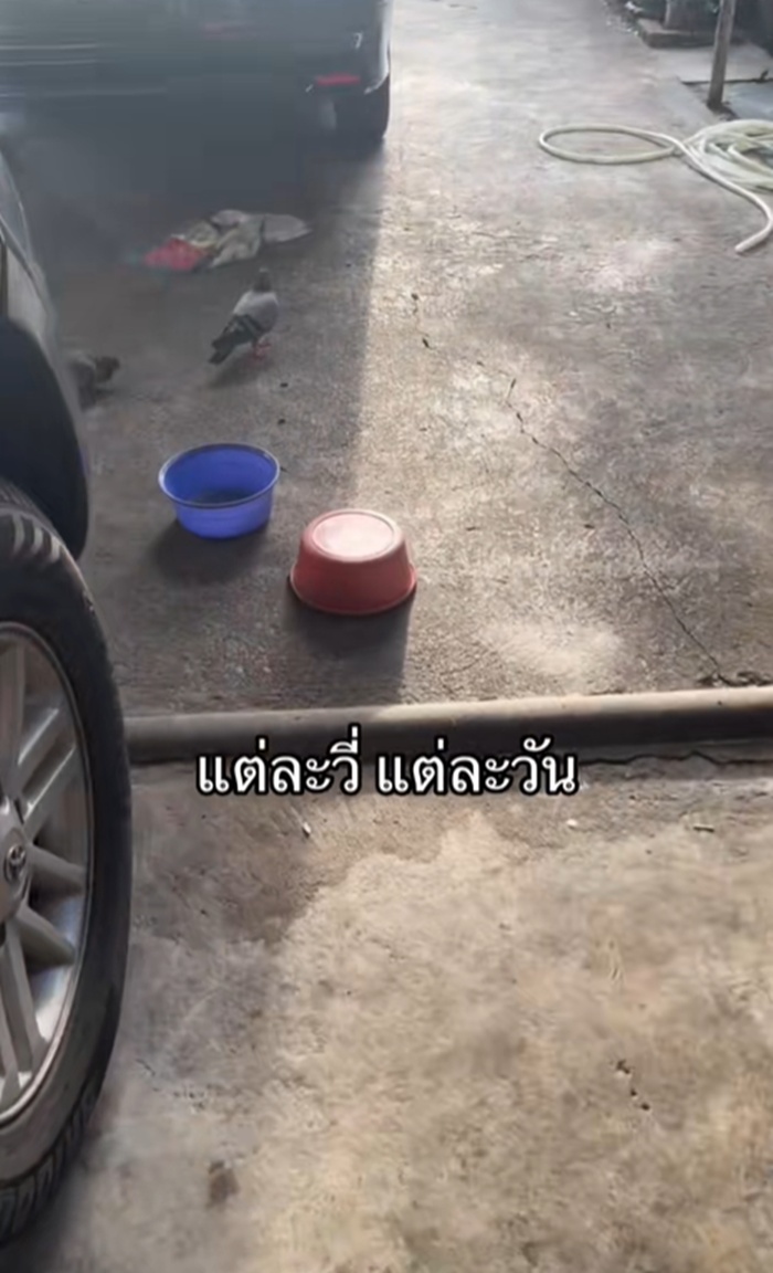 กะละมัง