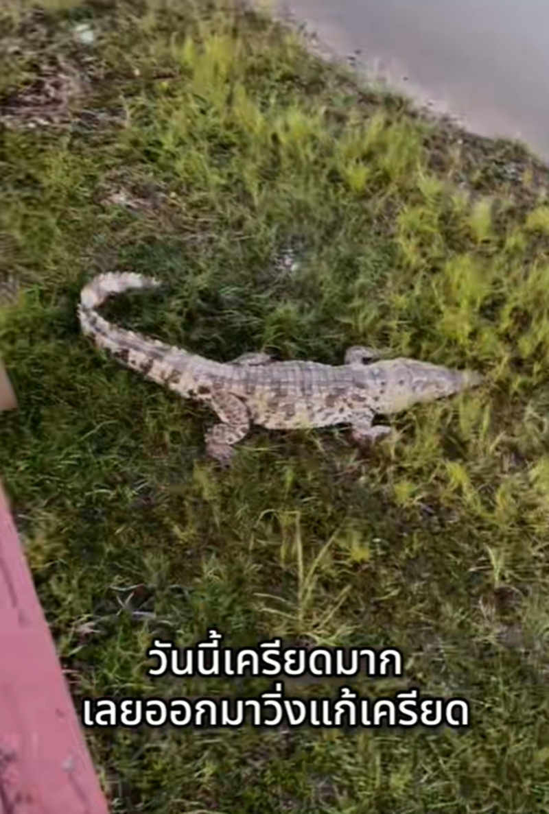 วิ่งออกกำลังกาย