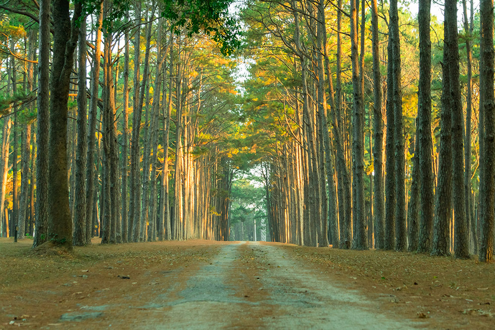 ที่เที่ยวหน้านาว 2563