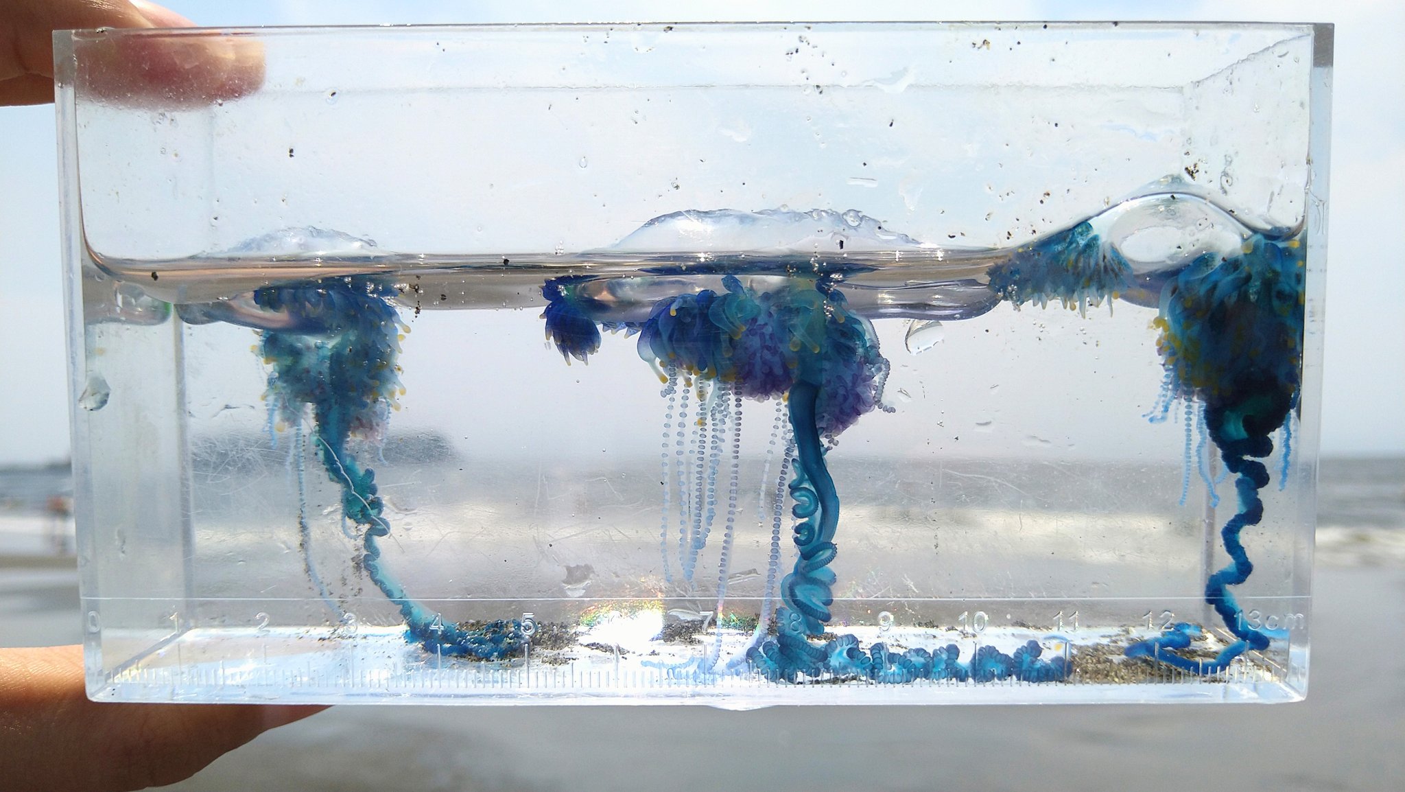 แมงกะพรุนไฟหมวกโปรตุเกส