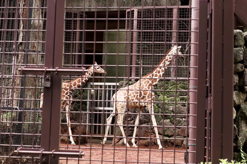 Ueno Zoo