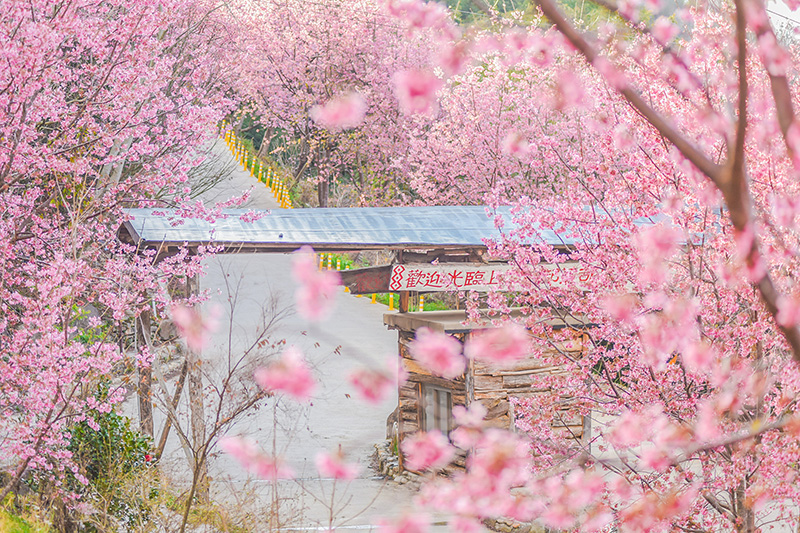 ซากุระไต้หวัน 2026