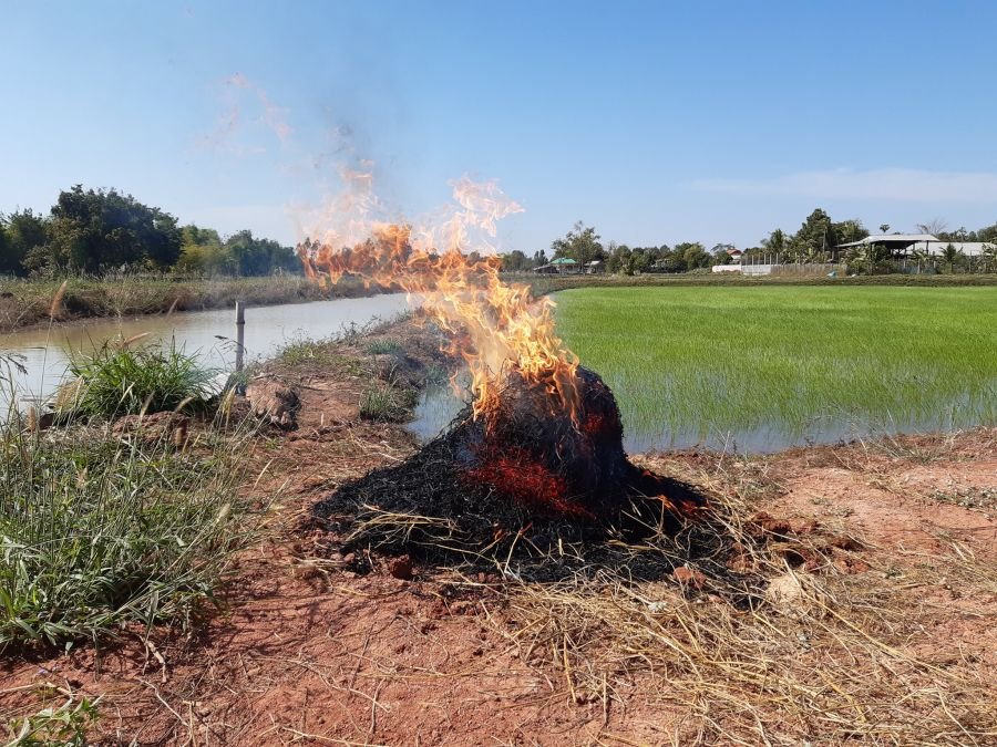 ไก่อบฟาง