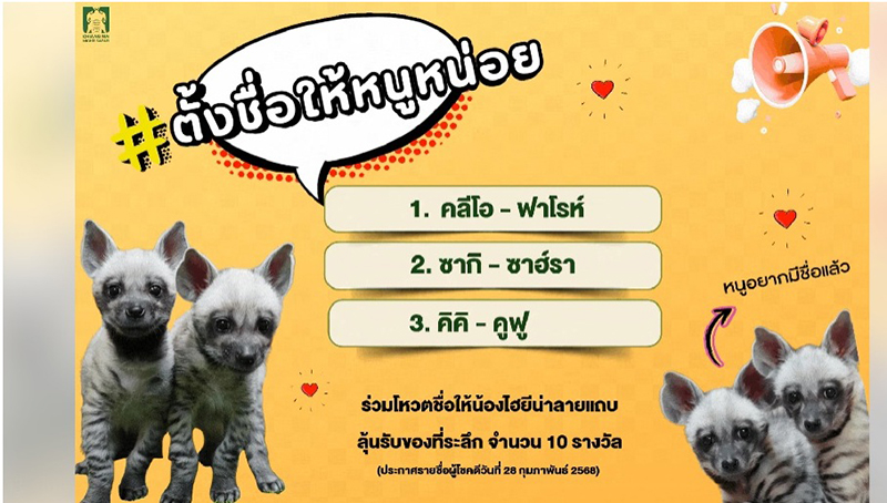 เชียงใหม่ไนท์ซาฟารีชวนโหวตชื่อเจ้าไฮยีน่าน้อย