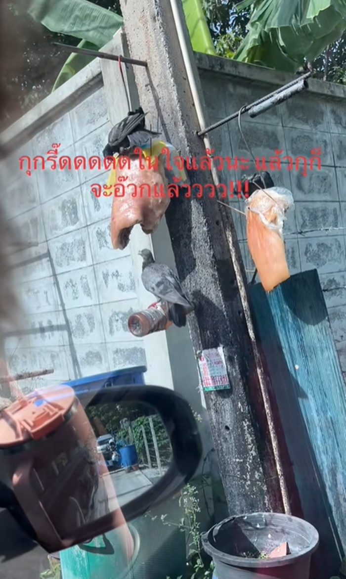 หมูตากแดด