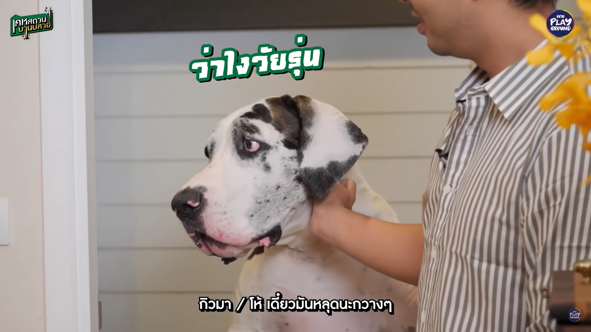 กวาง AB normal