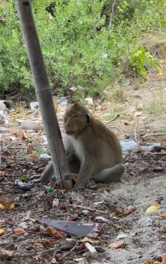 ลิงขโมย