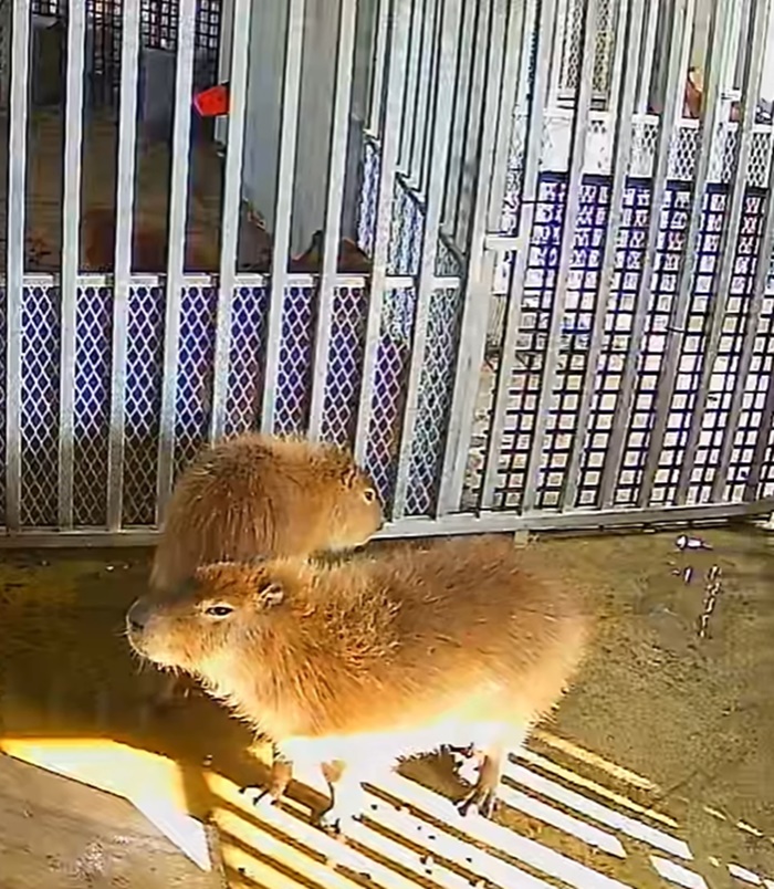 คาปิบารา