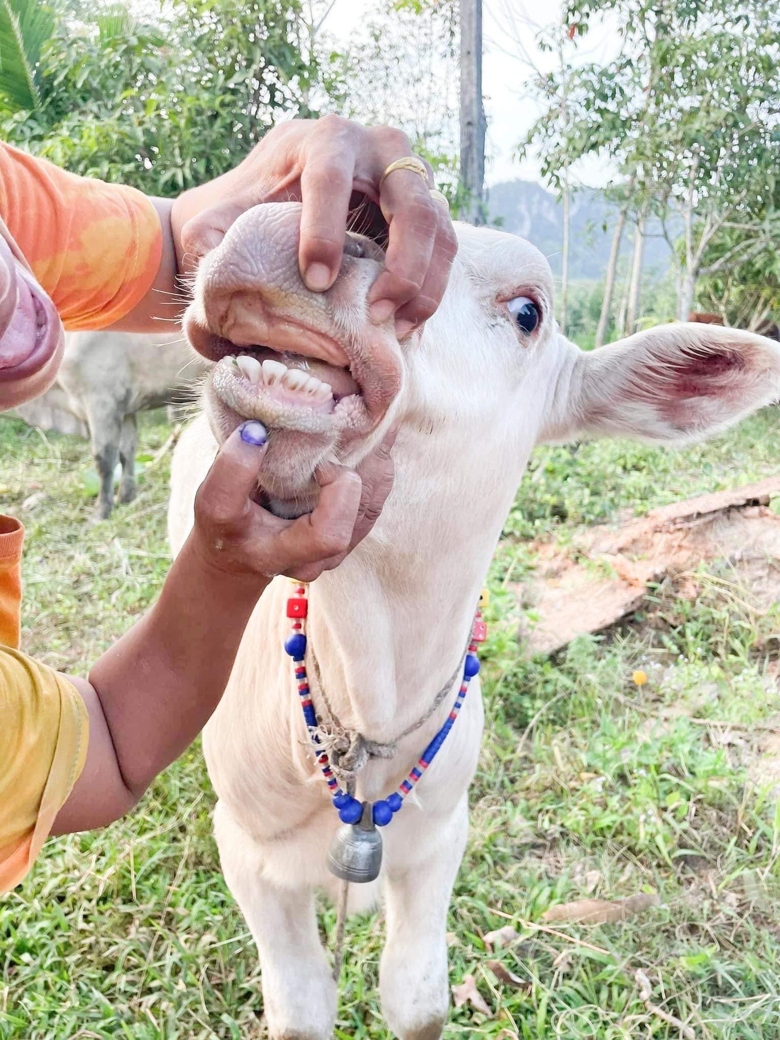 น้องหยวกกล้วย