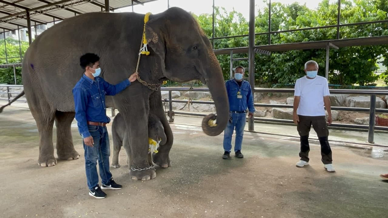 ปางช้างสวนนงนุชพัทยา