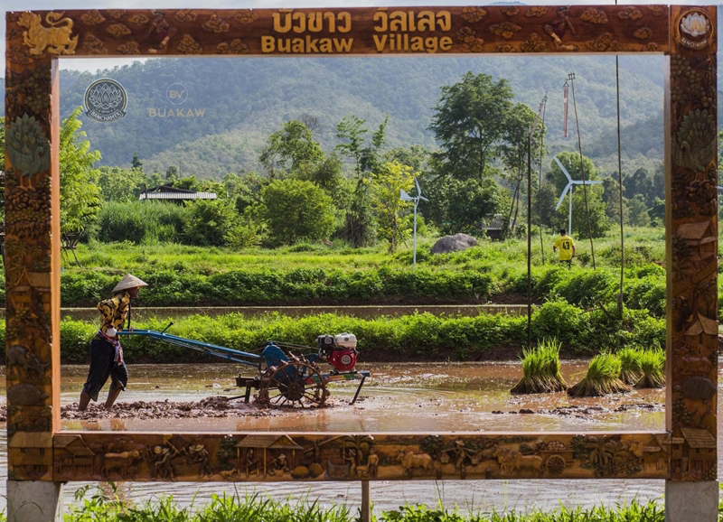 บัวขาว วิลเลจ นาปลูกข้าว