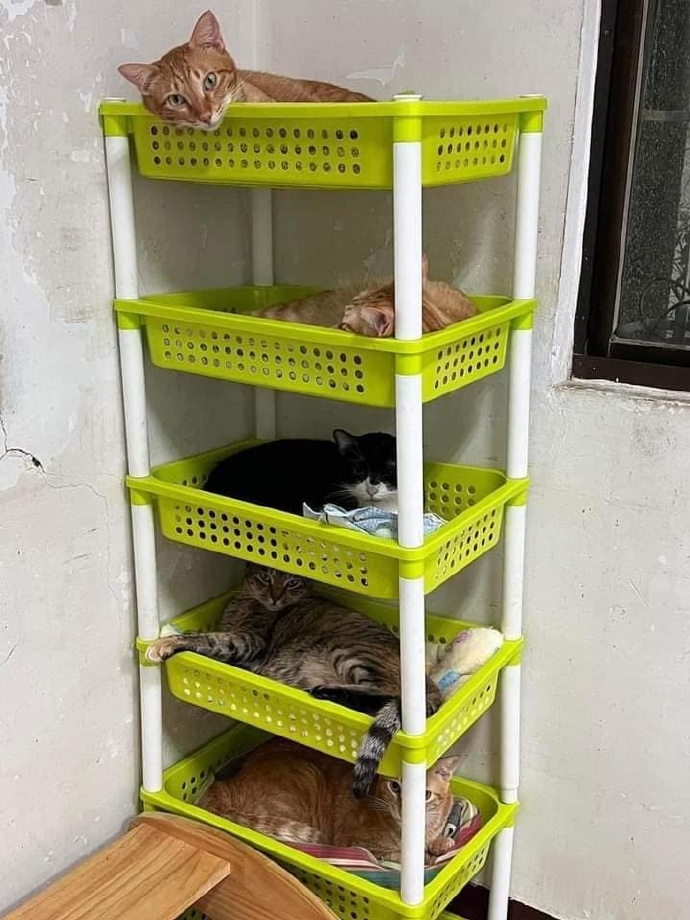 คอนโดแมว