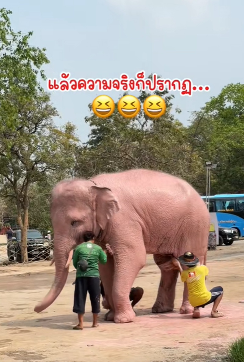 ช้างเผือก