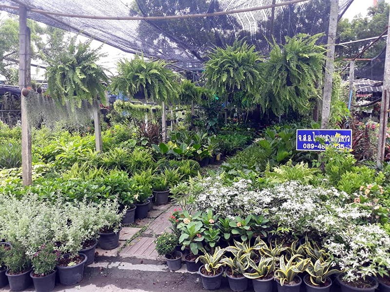 ตลาดต้นไม้