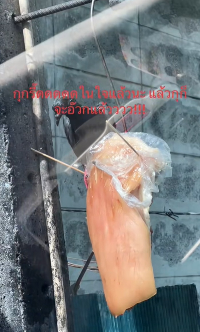 หมูตากแดด