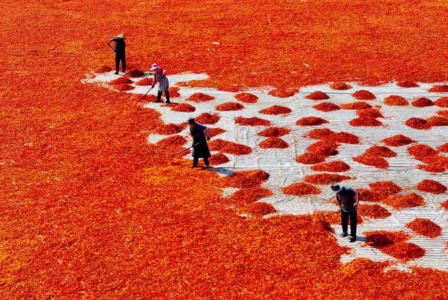 ทะเลพริก