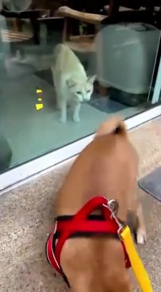  หมาของสรยุทธ