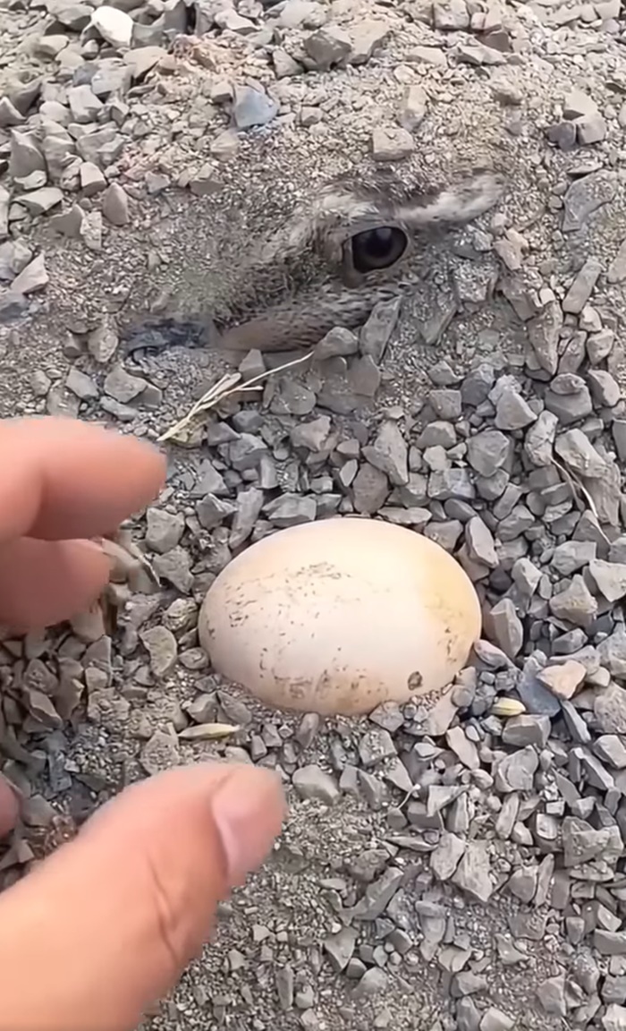 ไข่ปริศนา