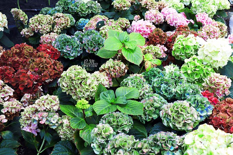 Miracle of Natural ระยอง