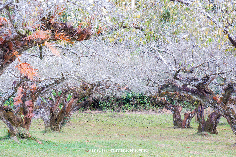 ดอกบ๊วย 2568 สถานีเกษตรหลวงอ่างขาง