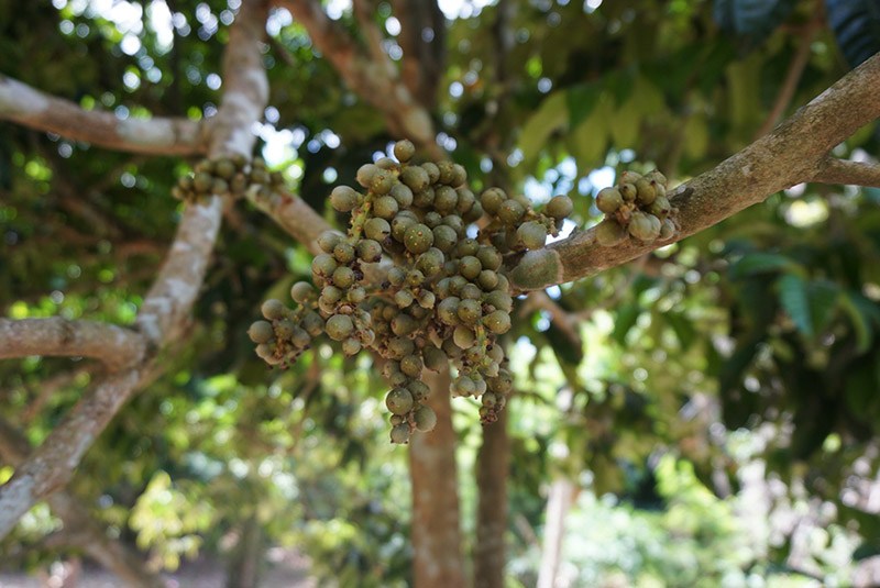 สวนลองกอง 