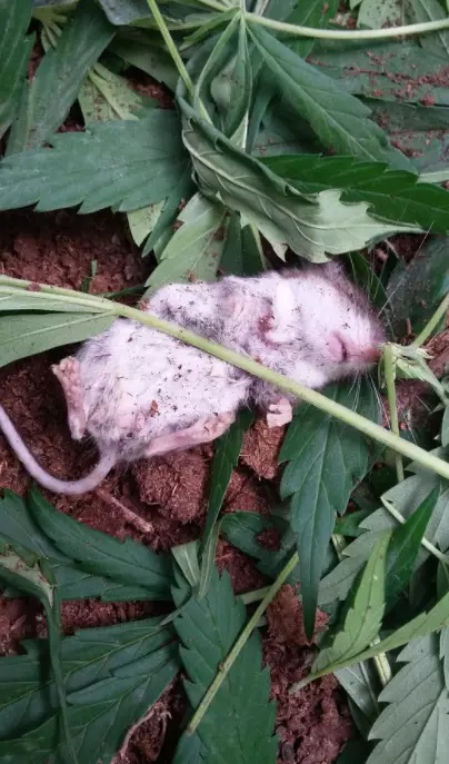 ใบกัญชา