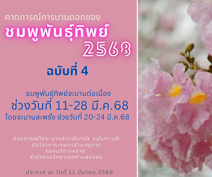 ชมพูพันธุ์ทิพย์ กำแพงแสน 2568