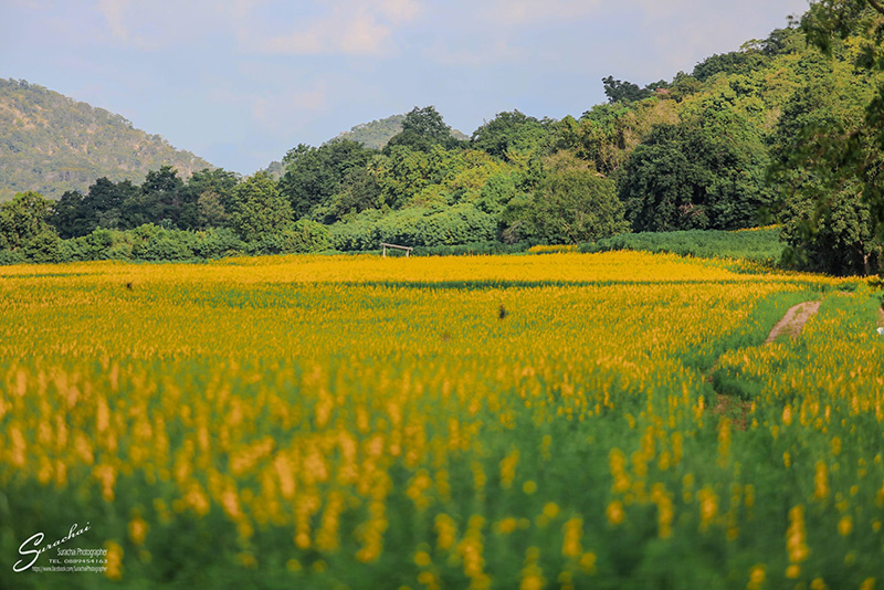 ทุ่งดอกปอเทืองไร่ธรรมชัย นครสวรรค์
