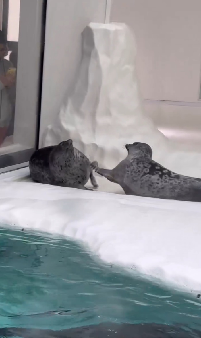 แมวน้ำตีกัน