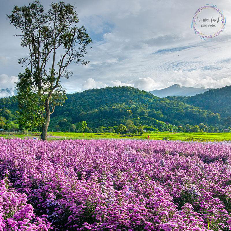 สวนดอกมาร์กาเร็ต เชียงใหม่ 