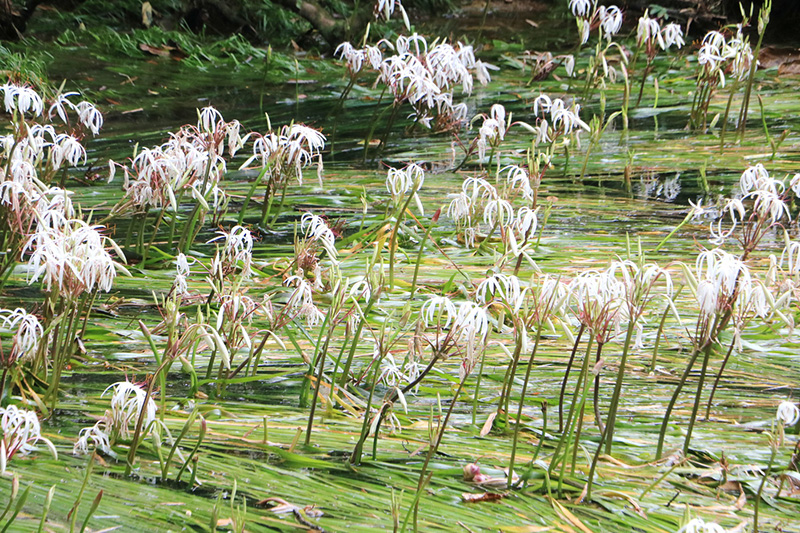 พลับพลึงธาร ราชินีแห่งสายน้ำ พังงา